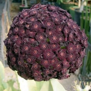 Каралума (Caralluma russeliana)