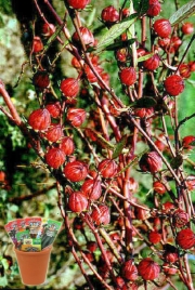 Каркаде, семена (Hibiscus sabdariffa The other Cranberry)