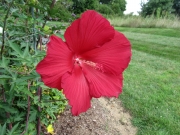 Китайска роза, Градински хибискус (Hibiscus coccineus)