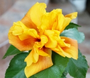Китайска роза, стаен хибискус кичест (Hibiscus Koenig)