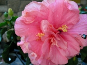 Китайска роза, стаен хибискус розов кичест едър (Hibiscus)