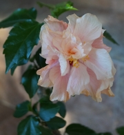 Китайска роза, стаен хибискус розов кичест (Hibiscus)