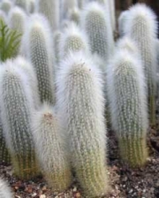 Клеистокактус (Cleistocactus strausii)
