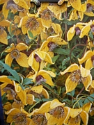 Клематис, жълт (Clematis)