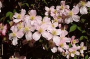Клематис, розов (Clematis montana)