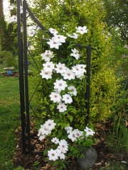 Клематис, бял (Clematis)