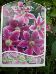 Клематис (Clematis)