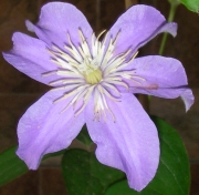 Клематис (Clematis)