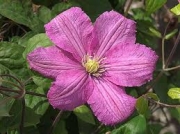 Клематис (Clematis, Comtesse de Bouchaud)