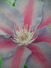 Клематис (Clematis Etoile De Malicorne)