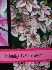 Клематис (Clematis Nelly Moser)