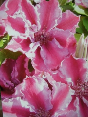 Клематис (Clematis Tudor)