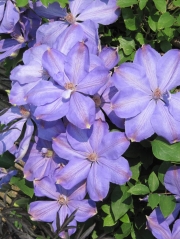 Клематис (Clematis,Mrs.Cholmondeley)