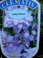 Клематис, кичест (Clematis Louise Rowe)