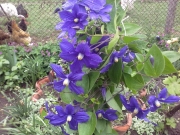 Клематис, лилав (Clematis)