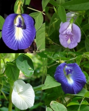 Клитория, микс, семена (Clitoria ternatea mixed)