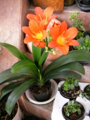 Кливия (Clivia)