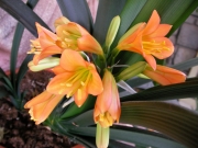 Кливия малка (Clivia)