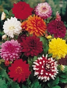 Декоративна далия, микс (Dahlia Decorative mixed)