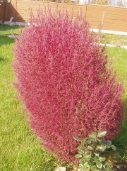 Кохия, семена (Kochia)
