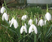 Кокиче (Galanthus)