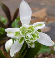 Кокиче кичесто (Galanthus)