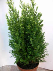 Конифери (Conifers)