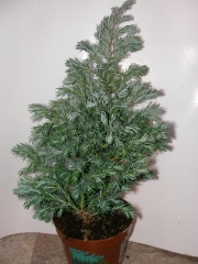 Конифери (Conifers)