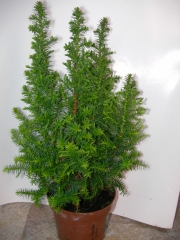 Конифери (Conifers)