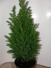 Конифери (Conifers)