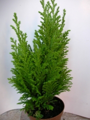 Конифери (Conifers)