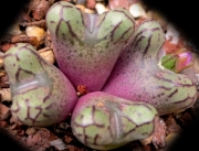 Конофитум (Conophytum luckhoffii Eagle pride peak)