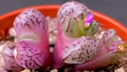 Конофитум (Conophytum luckhoffii Ex. karoo garden)