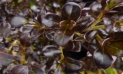 Копросма (Coprosma Pacific Night)