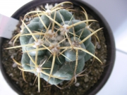 Корифанта (Coryphantha andreae)