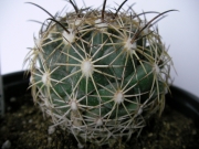 Корифанта (Coryphantha cornifera)