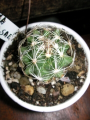 Корифанта (Coryphantha pseudonickelsae)