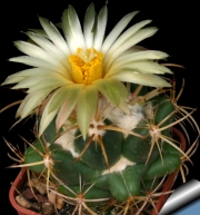 Корифанта (Coryphantha sulcolanata)