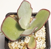 Котиледон (Cotyledon Chocoline Mint Truffles hybrid)