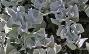Котиледон (Cotyledon orbiculata cv. Silver Waves)