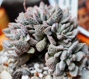 Красула аусенсис (Crassula ausensis ssp. titanopsis)