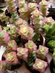 Красула (Crassula perforata variegated)