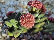 Красула (Crassula Springtime)