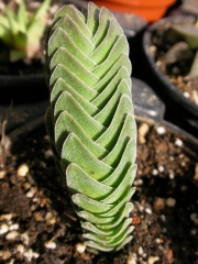 Красула (Crassula buddha temple, Crassula Kimnachi)