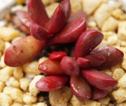 Красула Пахиверия клавата (Crassula clavata Pachyveria clavata)