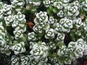 Красула (CRASSULA coralina)