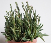 Красула (Crassula exilis subsp. picturata)