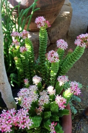Красула (Crassula lycodioides)