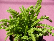 Красула (Crassula muscosa var. pseudolycopodiodes)