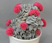 Красула (Crassula Morgans Beauty)